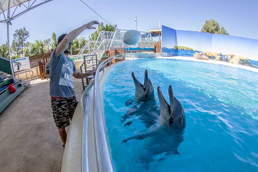 Swim With the Dolphins