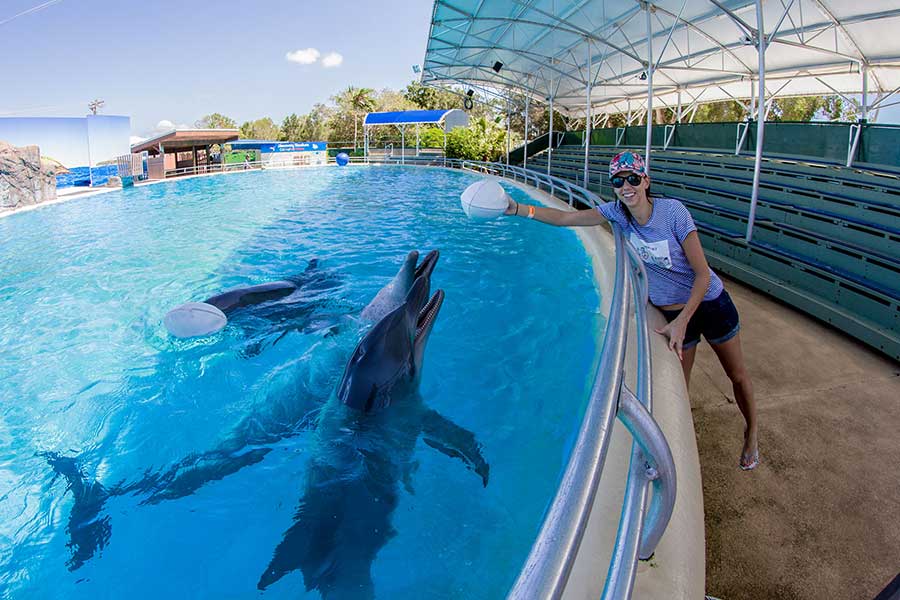 Swimming With the Dolphins at Coffs Harbour